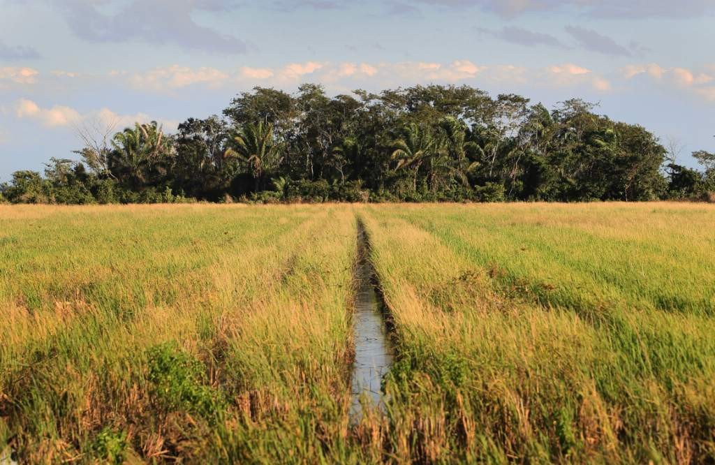 0 El Curichi y cultivos de arroz ©Daniel Alarcón