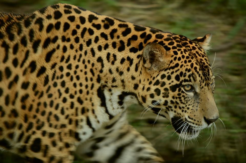 El parque Madidi tiene una población de 300 jaguares.
