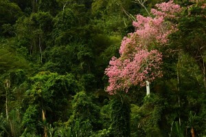 Parque Madidi rumbo a ser el más biodiverso del mundo