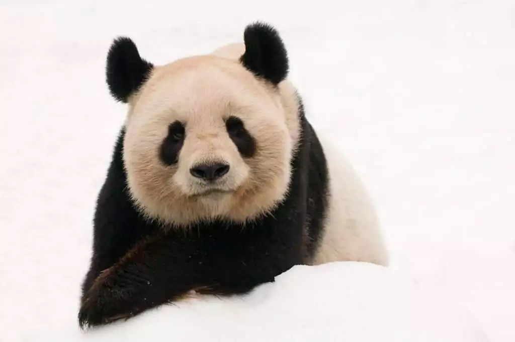 "Por más de cincuenta años, el panda gigante ha sido el ícono más querido de la conservación a nivel global", Marco Lambertini, Director General de WWF. © naturepl.com/Edwin Giesbers / WW