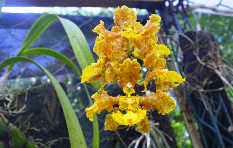 Más de 200 especies de orquídeas nativas son cuidadas y conservadas en este paraíso. Foto: © Huascar Bustillos