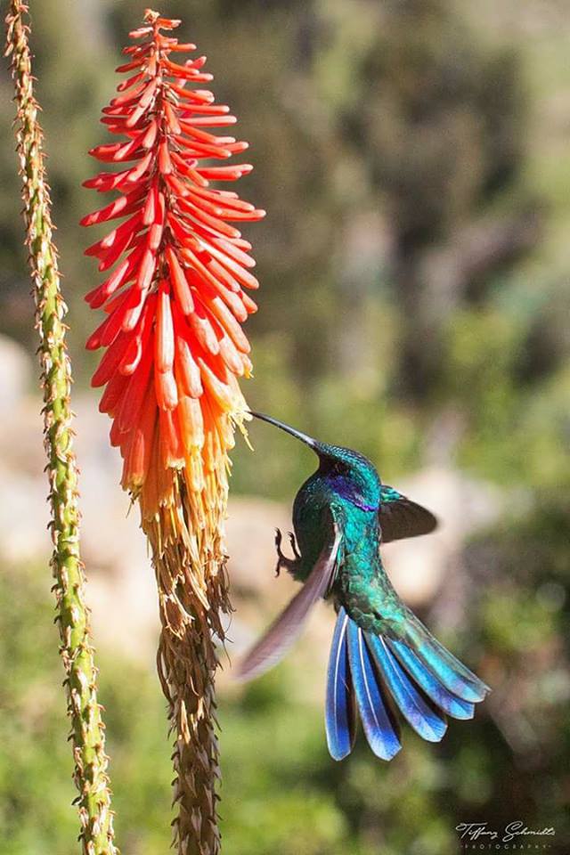 Foto: Tiffany Schmidts / Club de Observadores de Aves de Bolivia 