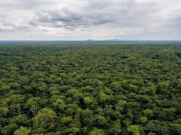 El Bosque Seco Chiquitano, considerado uno de los ecosistemas secos tropicales mejor conservados del planeta. Foto: FCBC.