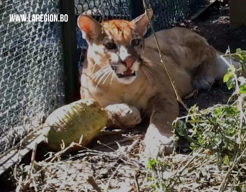 Historia de un puma que vivía en una jaula - La Región