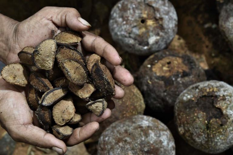 Pando: castaña de la Reserva Manuripi logra certificación internacional ...