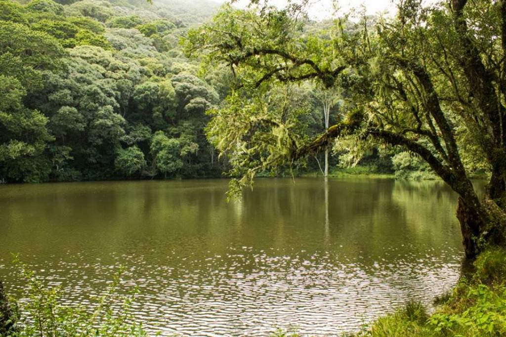 Laguna Verde, el bosque reflejado en el agua Periodismo de medio Laguna Verde, el bosque reflejado en el agua Periodismo de medio