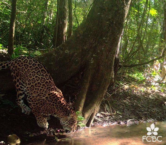 jaguar dos