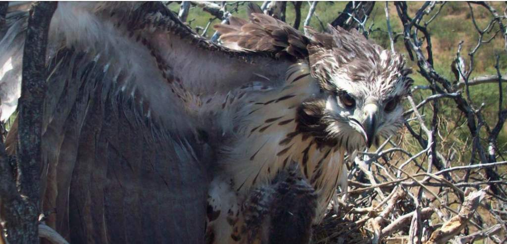 El misterio del águila del Chaco: un ave en peligro que muy pocos estudian  - La Región