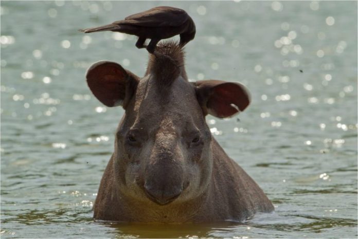 7_TapirGiantCowbird-768x513