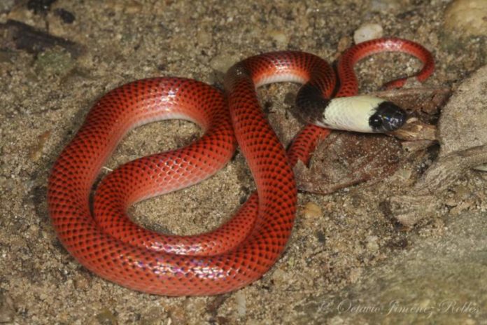 Drepanoides anomalus (culebra comedora de huevos) Octavio Jiménez Robles