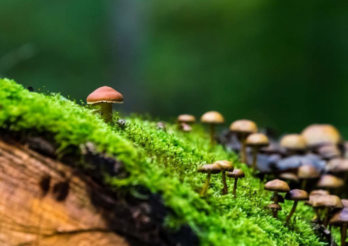 ECOLOGICO