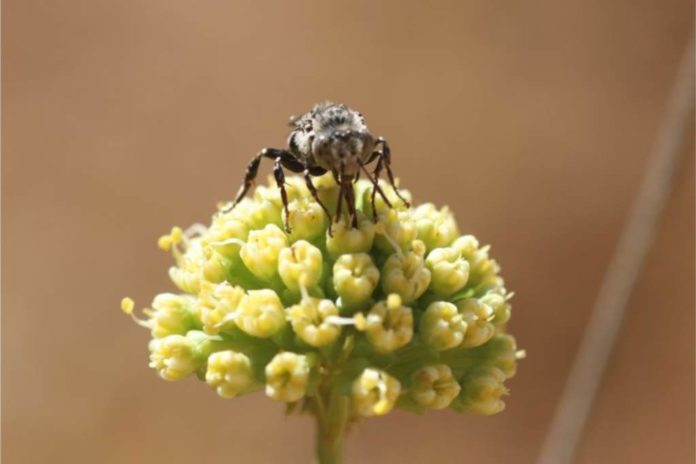 isopeolus-sp.-altos-de-cantillana-oct.-2016-768x512-1