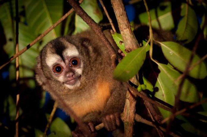 mono_andrew_mongabay2