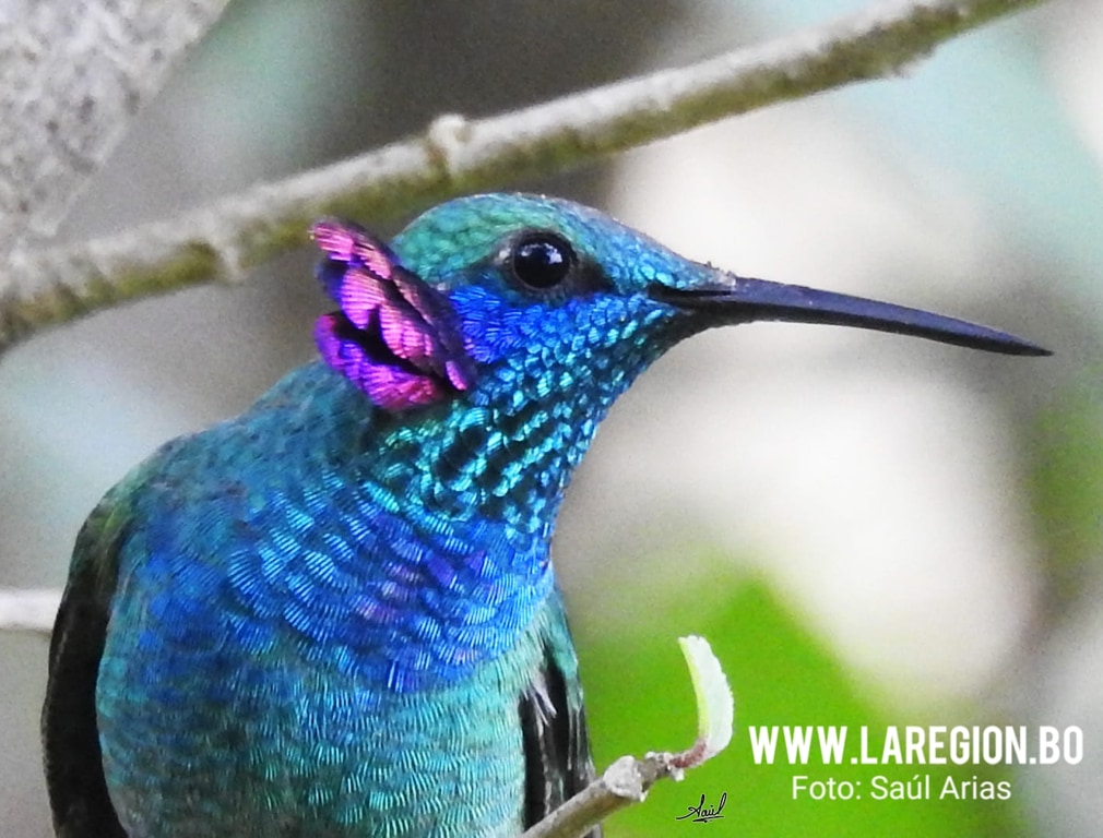 Una isla para colibríes en medio de la expansión agrícola - La Región Una isla para colibríes en medio de la expansión agrícola - La Región