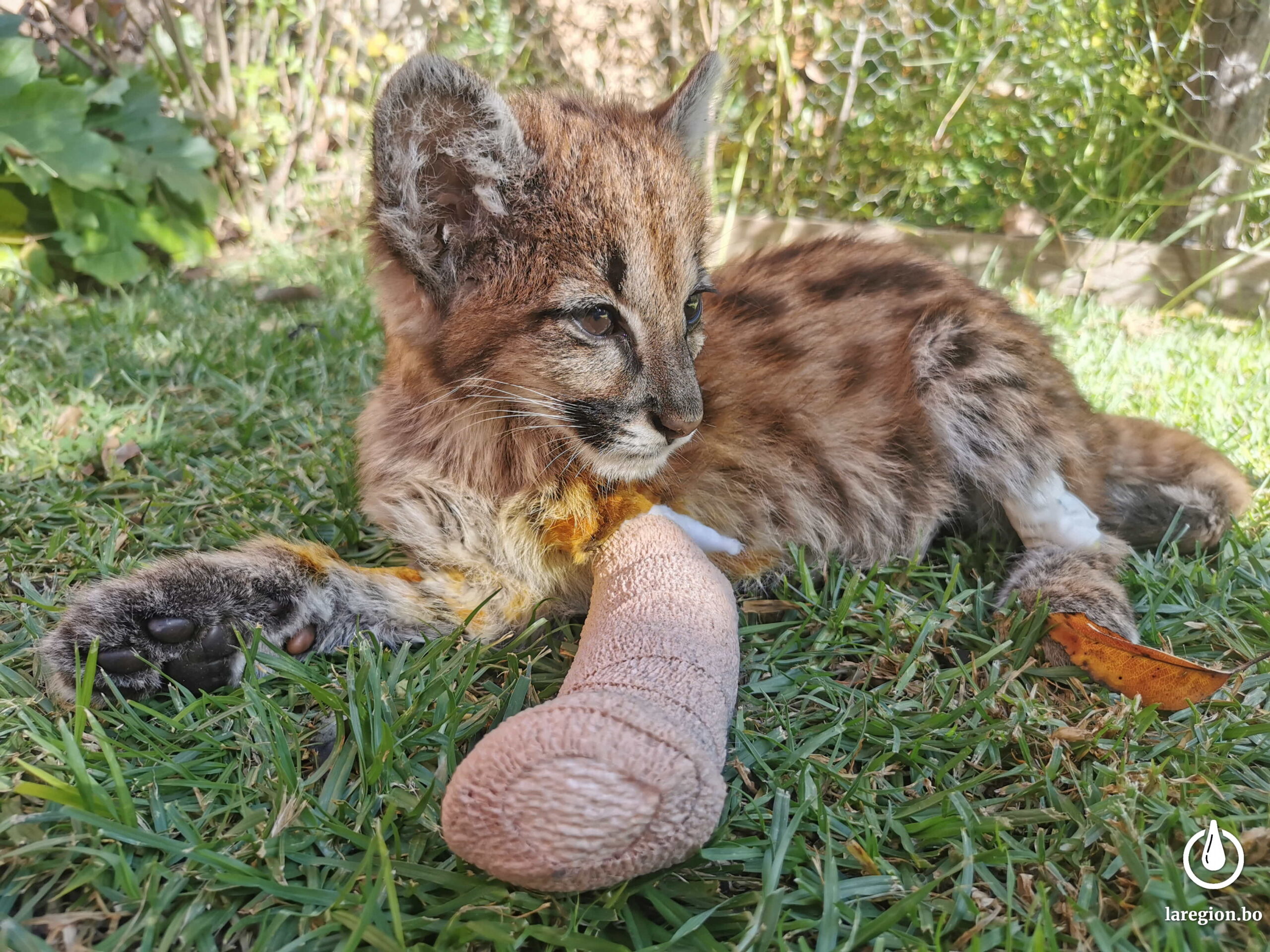 penitencia instante Soleado Uma”, la cachorra de puma que murió tras soportar desnutrición,  deshidratación y una pata fracturada - La Región