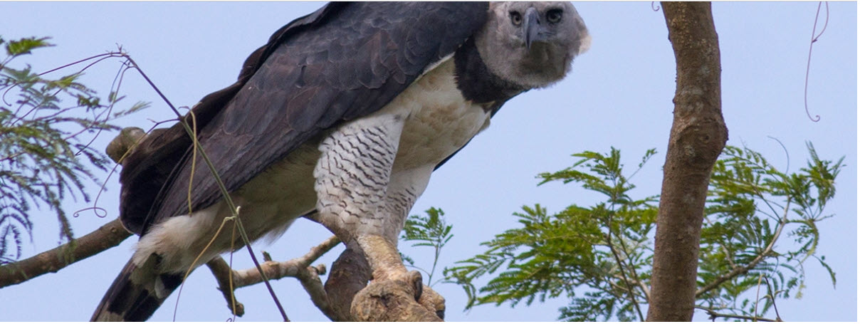 EN VIDEO | Científicos estudian tres de las aves más imponentes de Latinoamérica