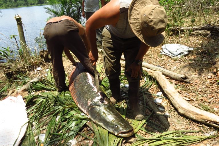 El paiche: un pez invasor que avanza sin trabas por los ríos amazónicos de Bolivia