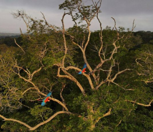 Guacamayos sobrevuelan la selva amazónica en Manaos, Brasil. En 2023, el mundo estará pendiente de la relación del presidente Lula da Silva con China, que podría resultar crucial para revertir la deforestación en la Amazonía (Imagen: Bruno Kelly / Alamy)