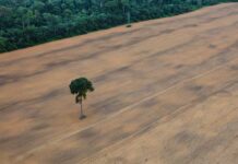 Un solo árbol queda de pie en un campo de soja junto a la selva tropical, al sur de Santarém y a lo largo de la autopista BR-163. Foto: Daniel Beltrà/Greenpeace.