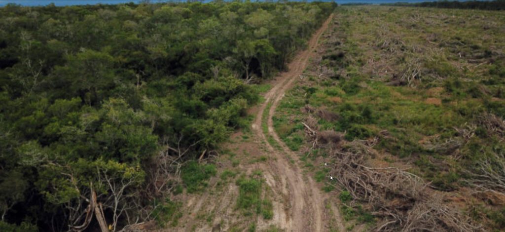 Vista aérea de una nueva área de deforestación en el Cerrado. Aproximadamente la mitad de la deforestación que se produce en el Cerrado es legal, dicen los analistas, destacando la necesidad de una legislación para proteger este bioma, importante para la biodiversidad, acuíferos y almacenamiento de carbono. Imagen de Rhett A. Butler/Mongabay.