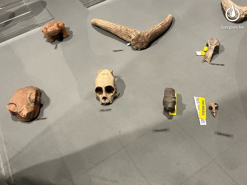 En la sala de exhibición del museo de Tiwanaku se exhiben piezas óseas de animales amazonicos. Foto: Fabiola Guerrero