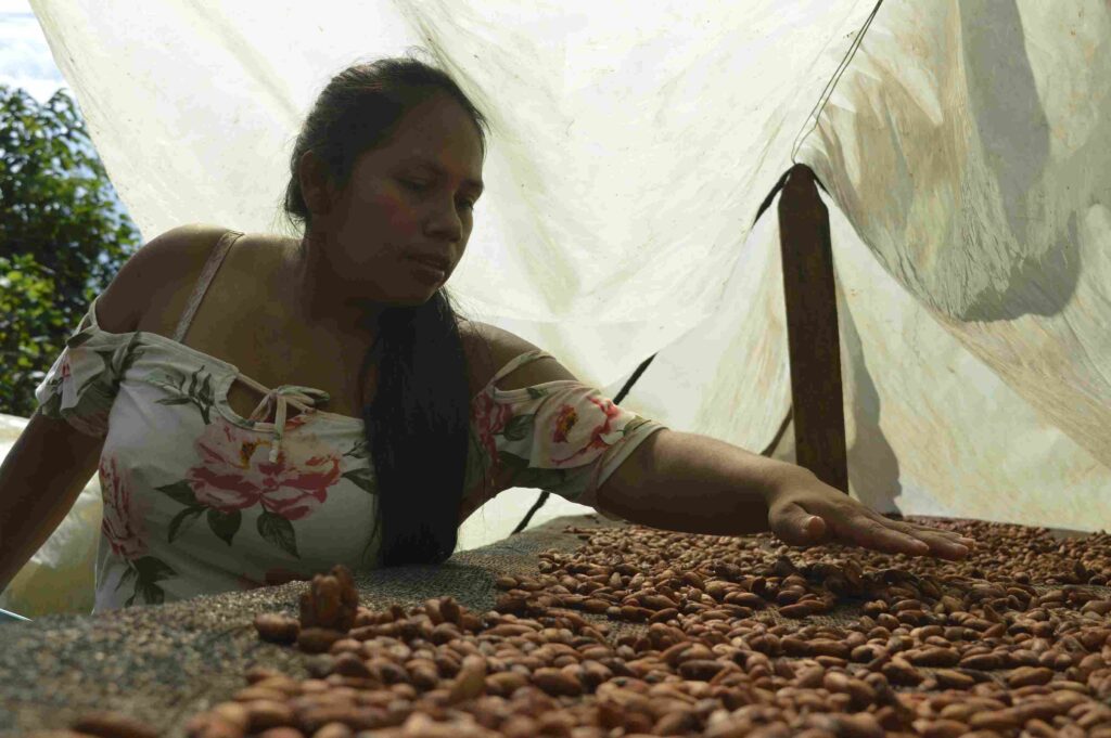 El cacao es uno de los principales productos de Miraflores.