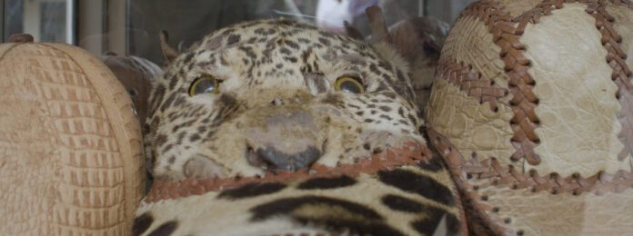 JAGUAR
