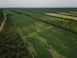 Campos de soya y cinturones de refugio forestal en Bolivia. Foto de Rhett A. Butler para Mongabay.