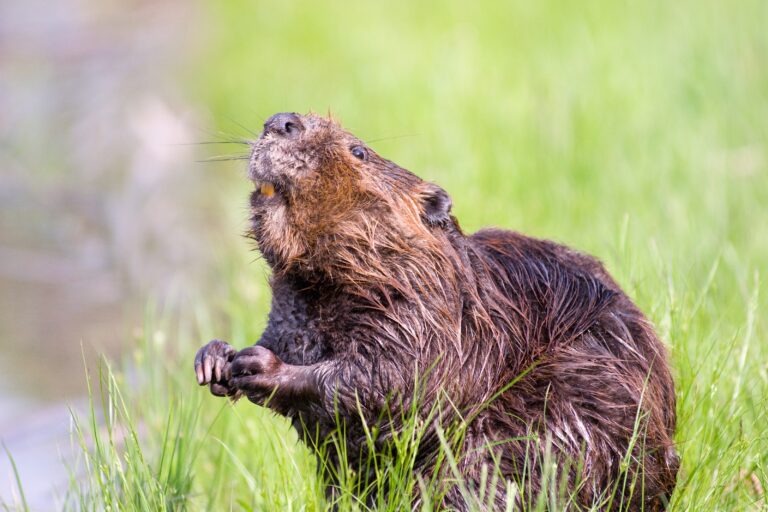 El castor es 100% vegetariano y tiene hábitos familiares, ya que vive en pareja junto a una o dos camadas de crías. Cada pareja suele tener un par de descendientes al año. Este roedor puede vivir entre cinco y seis años. Foto: Pixabay