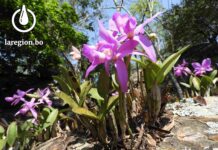 La Cattleya nobiliar es una especie de Orquídea que se cultiva en Concepción. / Foto: Rocío Lloret