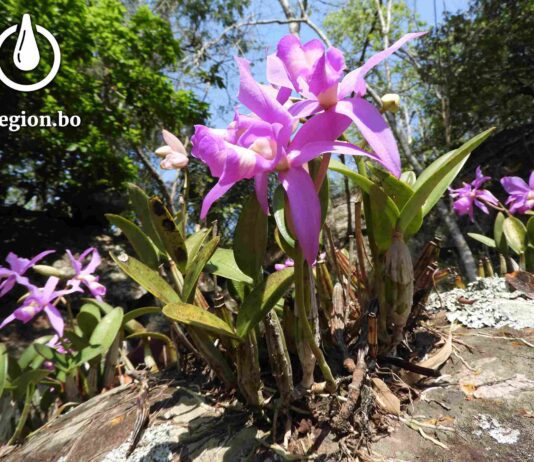 La Cattleya nobiliar es una especie de Orquídea que se cultiva en Concepción. / Foto: Rocío Lloret