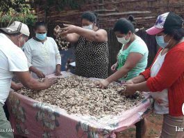 Las semillas de pesoé con fruto silvestre del bosque Chiquitano. Foto: Gentileza FAN