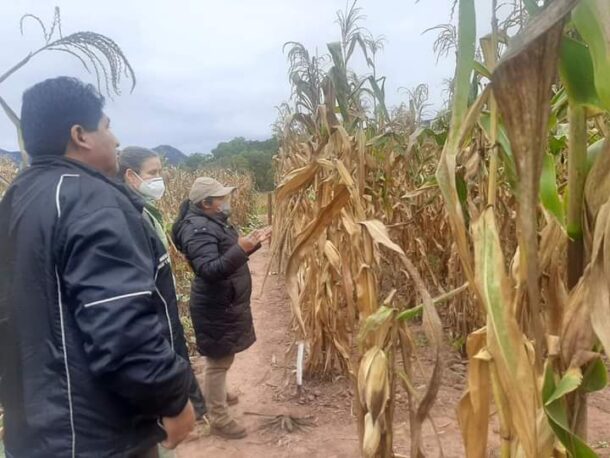 Ministerio de Defensa informó que más de 10 000 hectáreas de cultivo han resultado afectada por la sequía. Foto: Viceministerio de Defensa Civil.