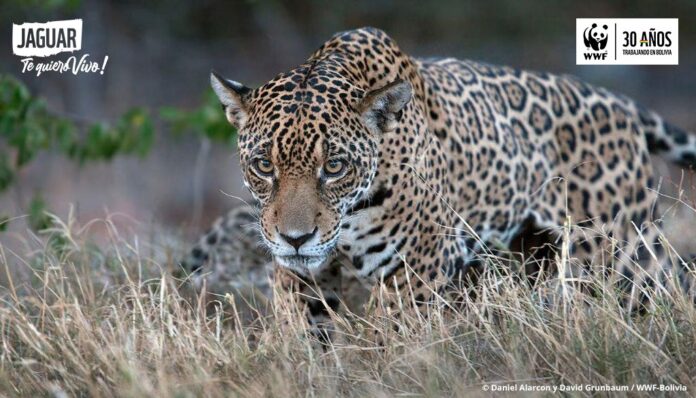 Jaguar WWF-Bolivia