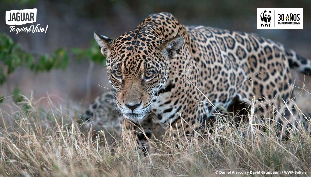 “Los territorios indígenas son sumamente importantes para la conservación del jaguar” II ENTREVISTA