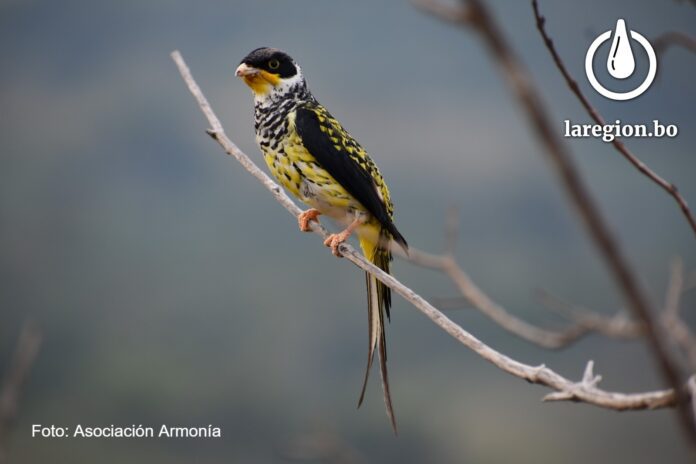 Conserva Aves