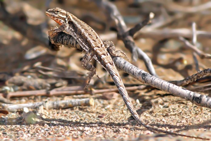 Lagartija del Chaco