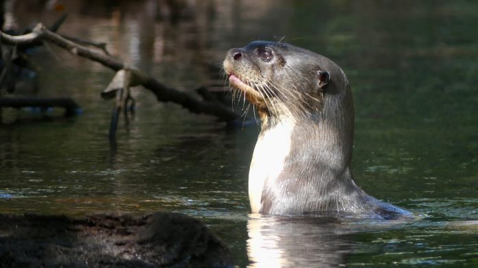 Londra o nutria gigante