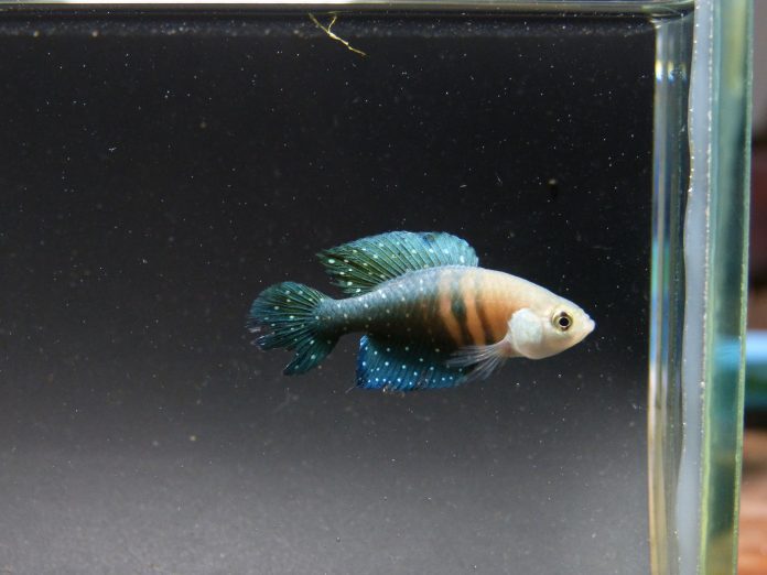 Spectrolebiaspilleti