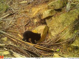 La dieta del oso jucumari en El Palmar está basada principalmente en janchicoco, una palmera que únicamente se distribuye en Bolivia. Esta imagen de una cría de aproximadamente dos meses de edad fue registrada por una cámara trampa. Imagen: Sernap/AMNI El Palmar