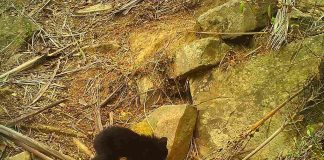 La dieta del oso jucumari en El Palmar está basada principalmente en janchicoco, una palmera que únicamente se distribuye en Bolivia. Esta imagen de una cría de aproximadamente dos meses de edad fue registrada por una cámara trampa. Imagen: Sernap/AMNI El Palmar