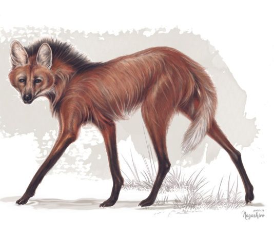 El misterioso lobo de crin: Un cazador nocturno bajo amenaza