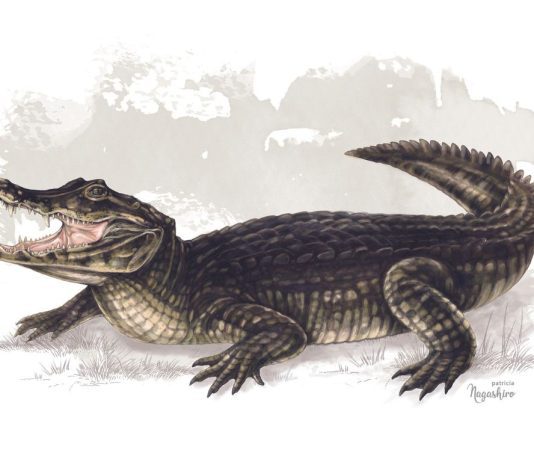 Yacaré: Un sobreviviente de la fauna americana