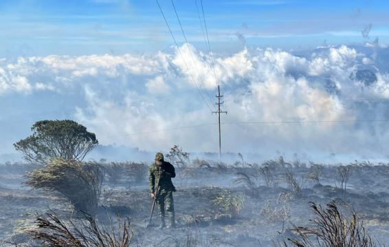 La polémica que llega después de los incendios: ¿reforestar o restaurar?