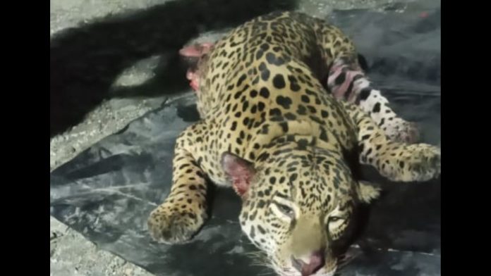 Jaguar1