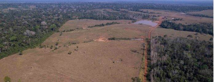 bosques Três Barras es una de las haciendas que integran el proyecto Unitor REDD+, en el municipio de Lábrea. Información de la Policía Federal y análisis del CCCA indican que la misma área que se beneficia de los créditos de carbono está siendo utilizada para blanquear madera ilegal. Imágenes de Fernando Martinho