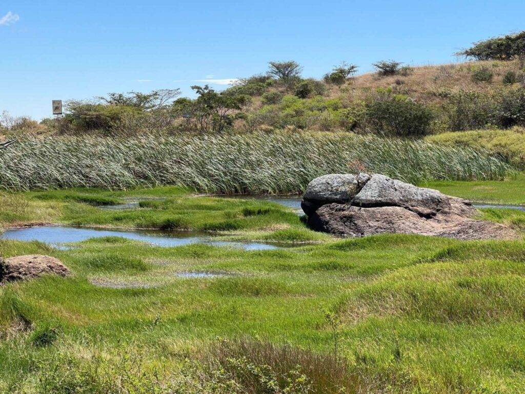 En agosto, cuando normalmente es época de sequía extrema, esta laguna aún tiene agua suficiente hasta inicios del siguiente año, cuando vendrán las nuevas lluvias. Crédito: Alexis Serrano.