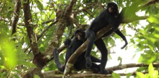 Monos araña en árboles. Foto: Imagen referencial tomada de Internet.