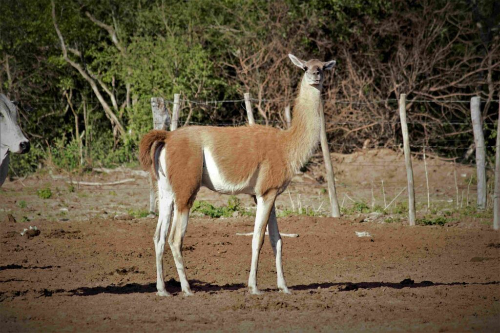AP Guajukaka- Guanaco
