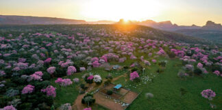 PAISAJE MAJESTUOSO. Imagen registrada con dron. Gran población de árboles de Tajibo que florecen en una propiedad ganadera cerca de Chochís, municipio de Roboré, Santa Cruz. En esta propiedad, los Tajibos crecen con mayor densidad que en los alrededores, tanto así, que en los meses de floración es posible apreciar el bosque de color rosa desde la distancia como un solo y colorido punto. FOTO: Jonatan Jost.
